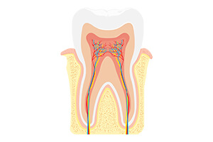 Animation of the inside of a tooth